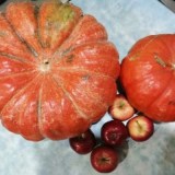 Медовый десерт